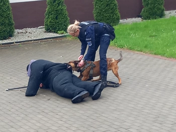 Pies policyjny w trakcie pracy